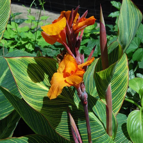 Canna Orchioides (Show Off Pretoria)
