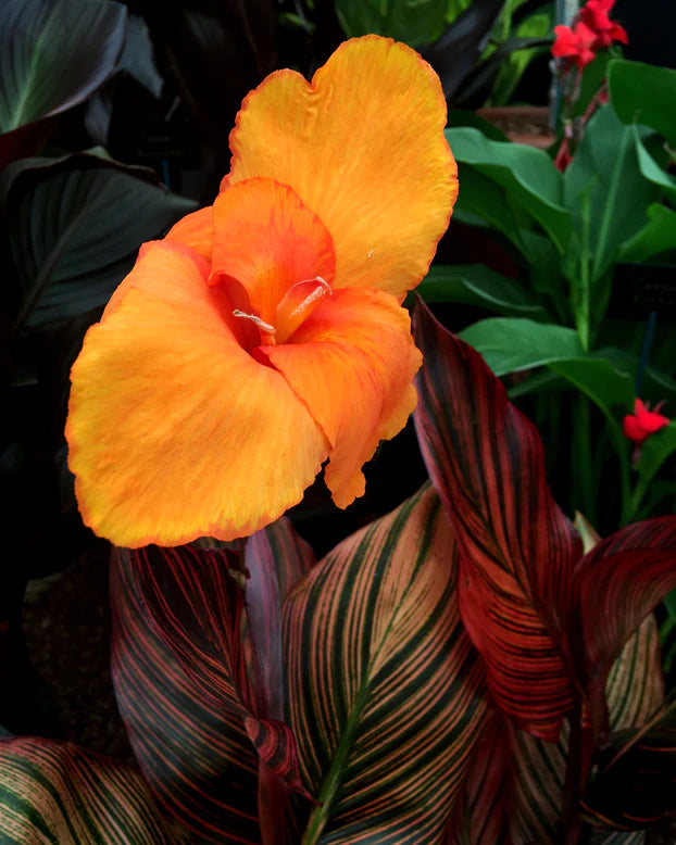 Canna Durban (Canna indica)