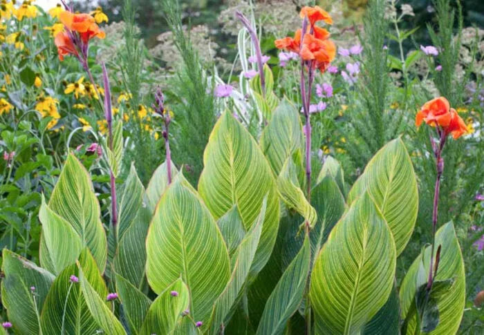 Canna Orchioides (Show Off Pretoria)