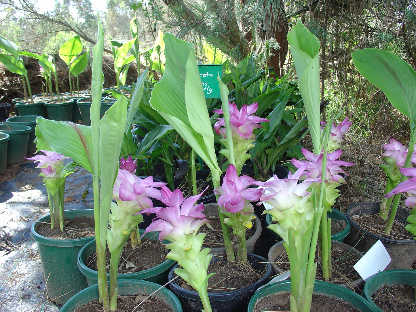 Curcuma Australasica (Cape York Lily)