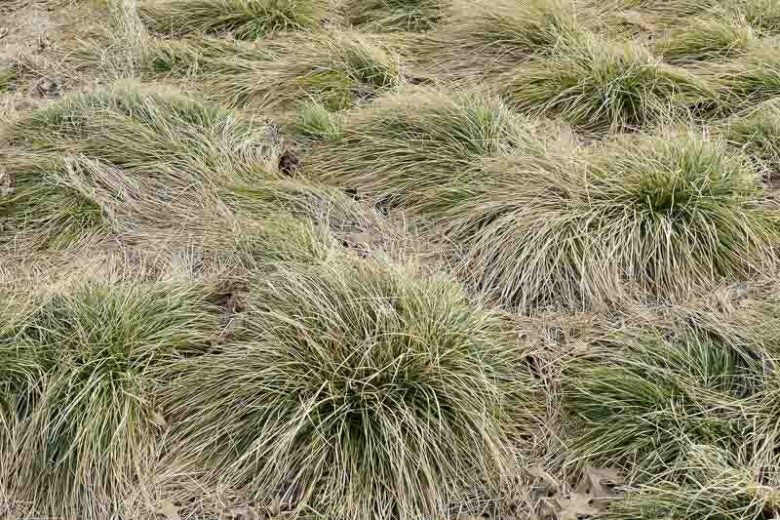 Carex spp. Frosty Curls (Frosty Curls Sedge)
