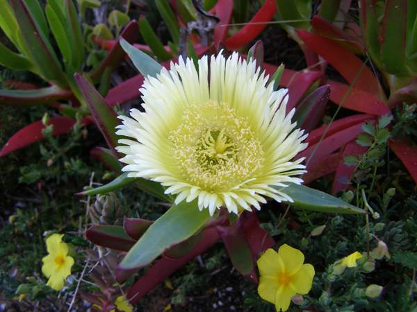 Carpobrotus edulis (Yellow Pigface)
