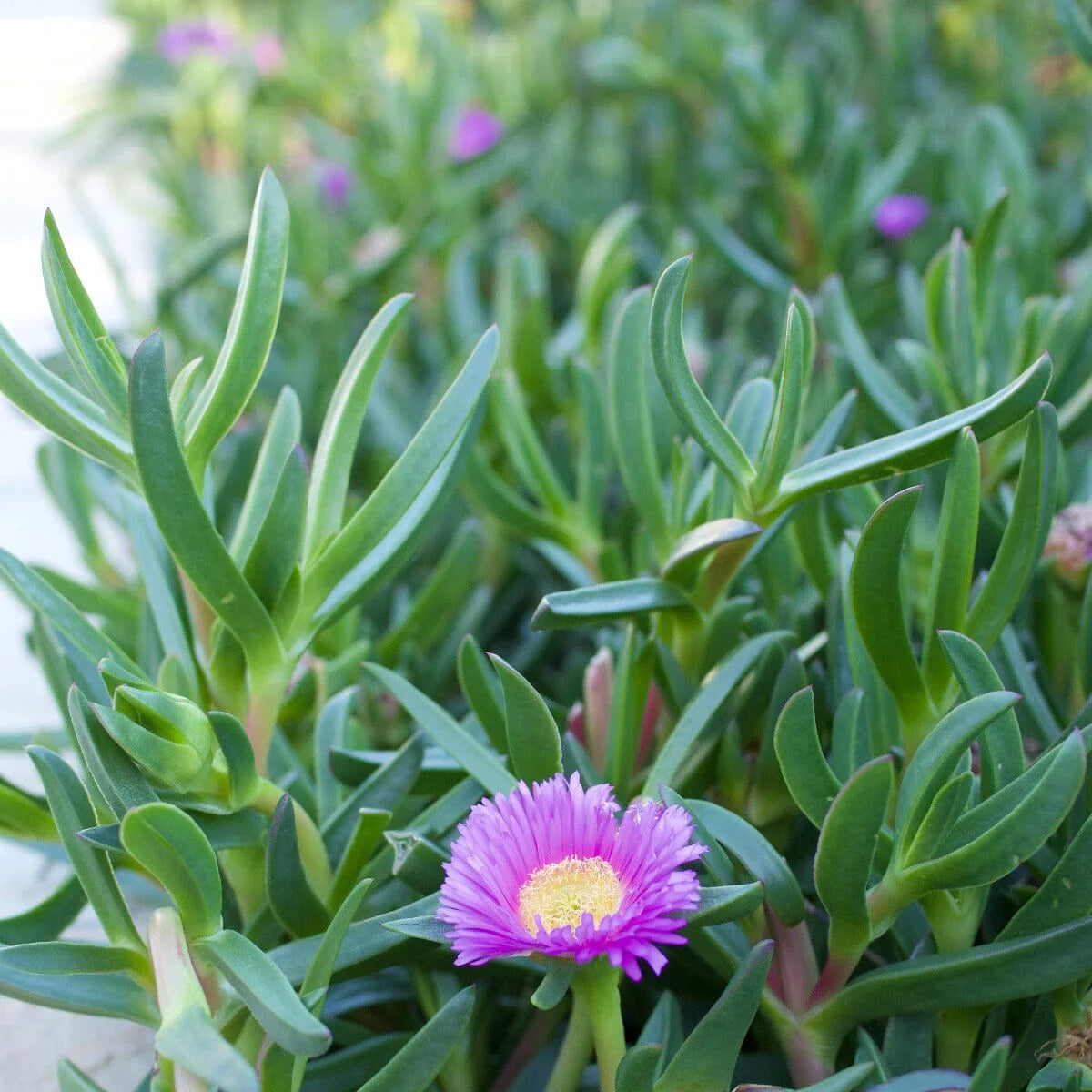 Mesembryanthemum ‘Dwarf Purple’ (Dwarf Purple Pigface)