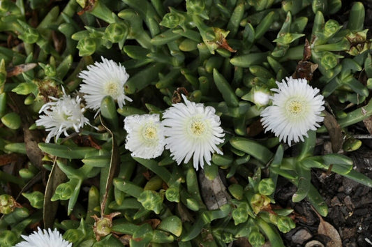 Mesembryanthemum Crystallinum 'White Sun' (White Ice Plant)