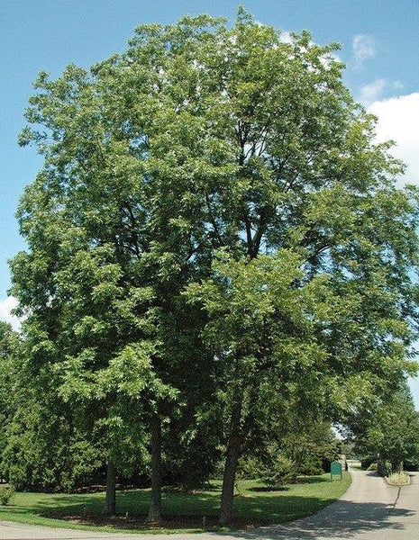 Carya Illinoinensis (Pecan Nut Pawnee)