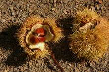 Castanea sativa (Chestnut – Malabar)