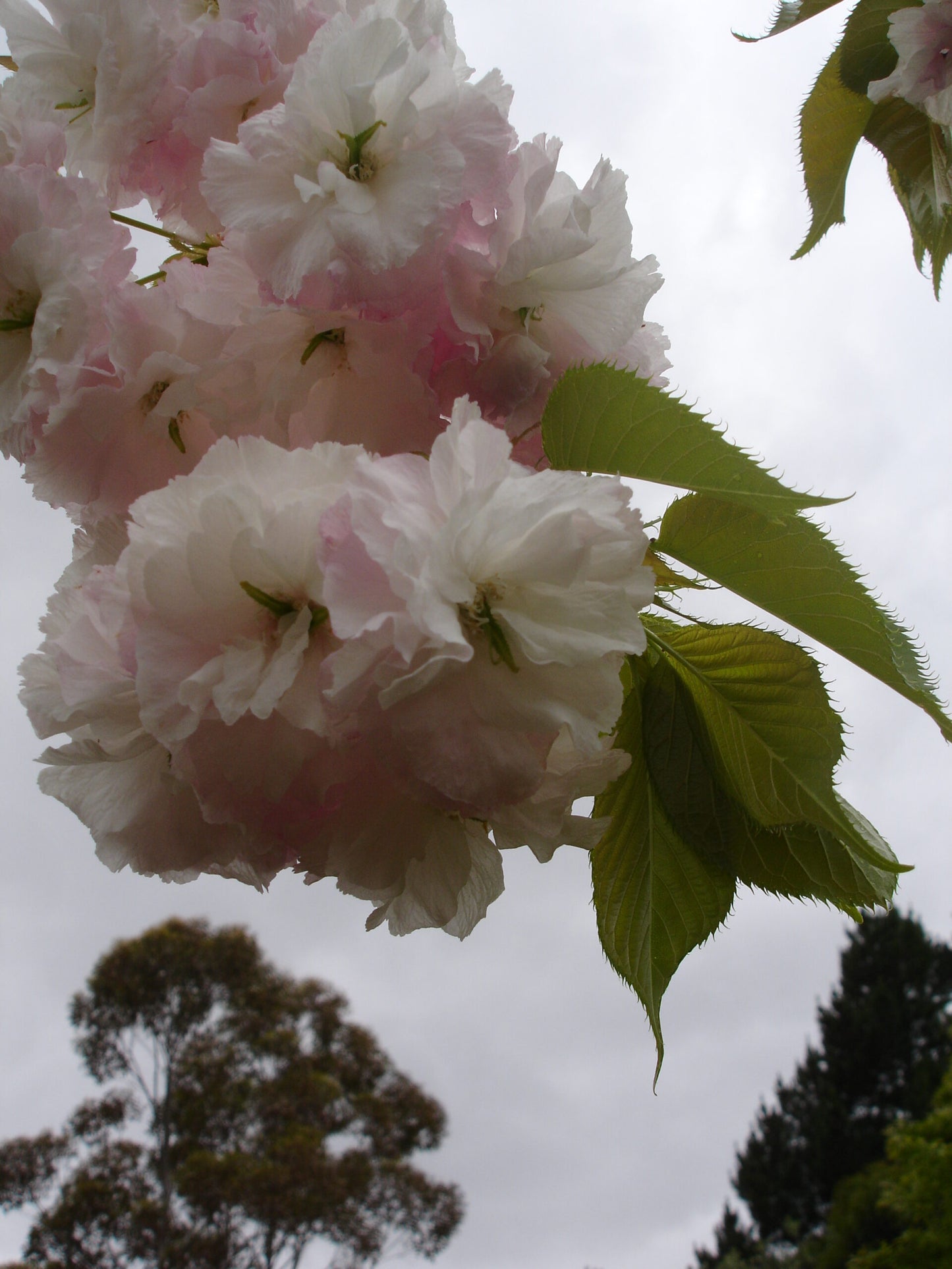 Prunus serrulata 'Shimizu Sakura' (Shimizu Sakura Pink Flowering Cherry)