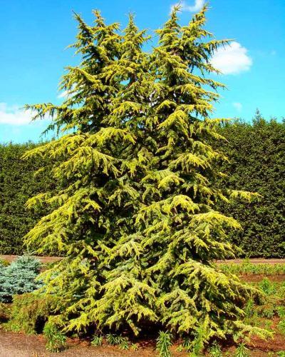 Cedrus Atlantica Aurea (Golden Atlas Cedar)