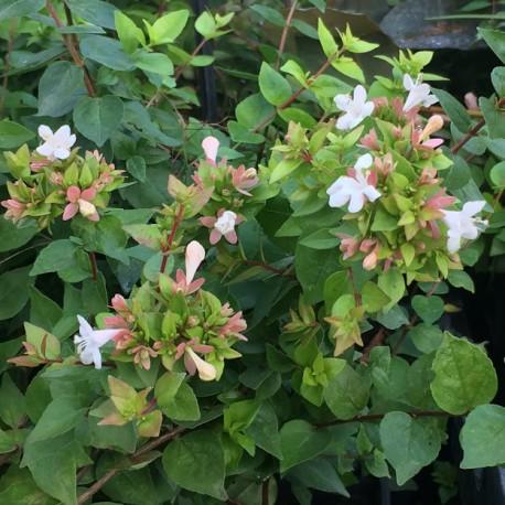 Abelia Grandiflora ‘Dwarf’ (Little Richard Dwarf Abelia)