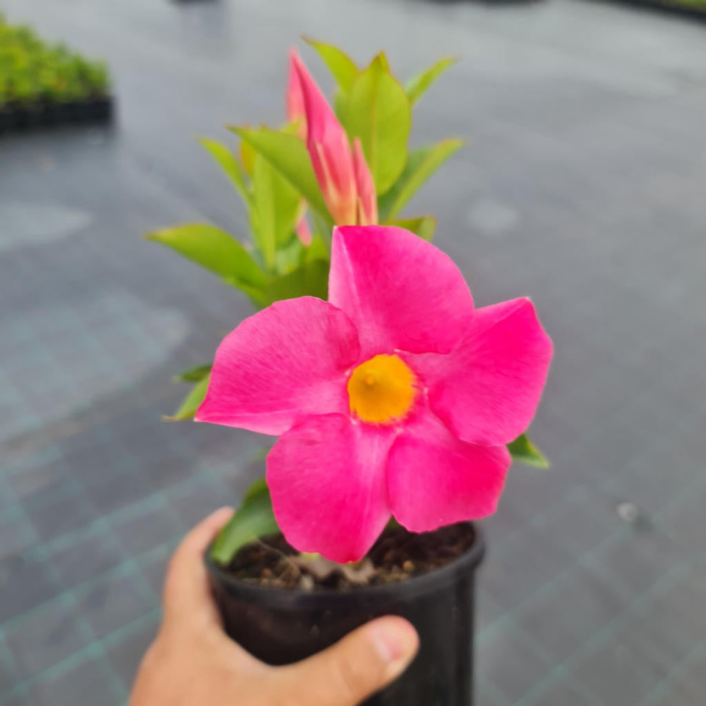 Dipladenia sanderi ‘Rio Pink’ (Rio Dipladenia / Mandevilla)