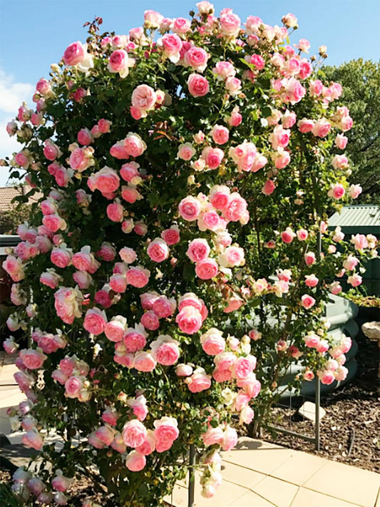 Rosa ‘Pierre De Ronsard Pink’ (Pink Pierre De Ronsard Rose)