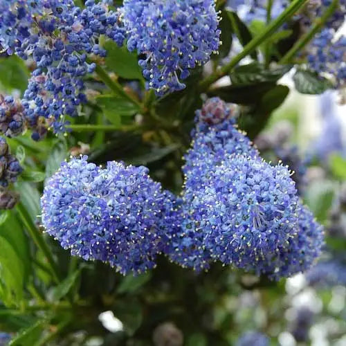 Ceanothus 'Blue Pacific' (Blue Pacific Californian Lilac)