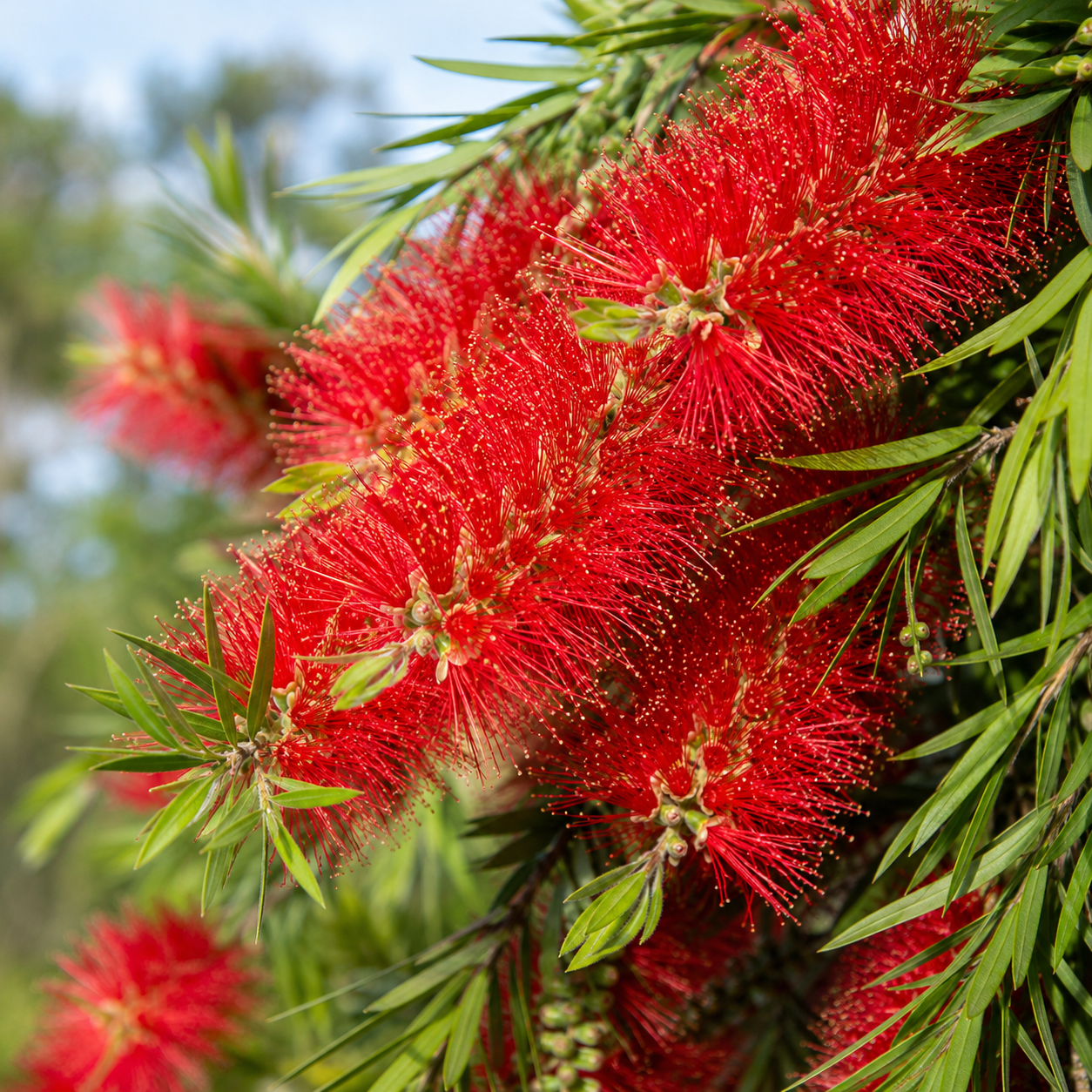 Callistemon Hybrid ‘Mary MacKillop’ (Mary MacKillop Bottlebrush)