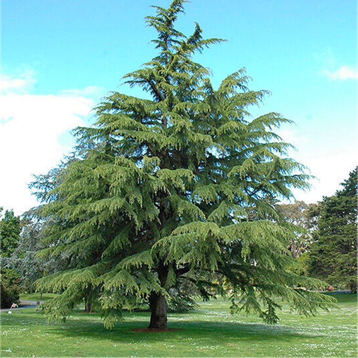 Cedrus Deodara ‘Mt Buffalo’ (Mt Buffalo Deodar Cedar)