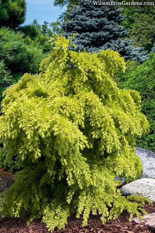 Cedrus Deodara ‘Mountain Beauty’ (Mountain Beauty Deodar Cedar)