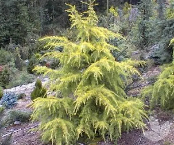 Cedrus deodara 'Vinks Gold' (Vinks Gold Deodar Cedar)