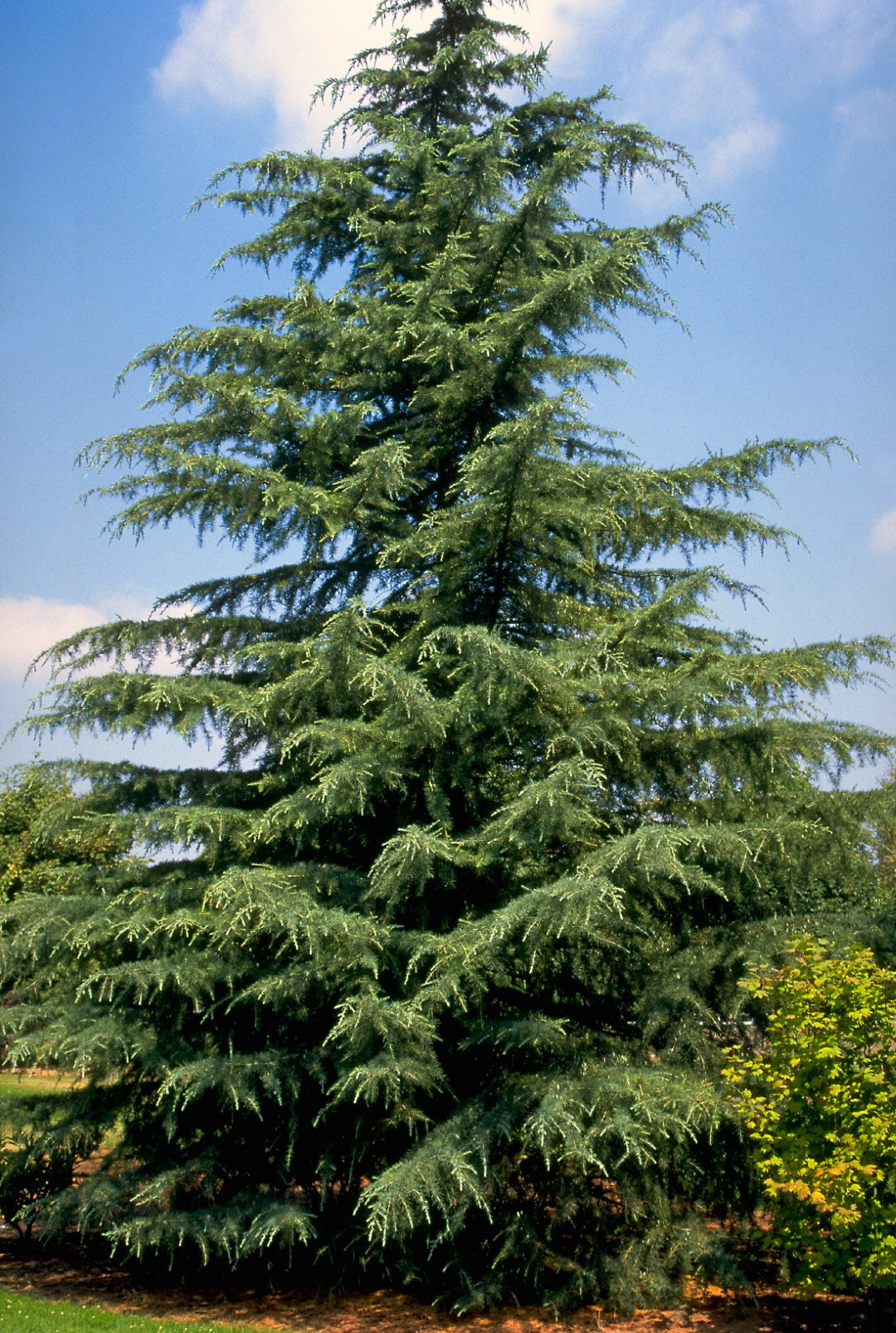 Cedrus Deodara ‘Mt Buffalo’ (Mt Buffalo Deodar Cedar)
