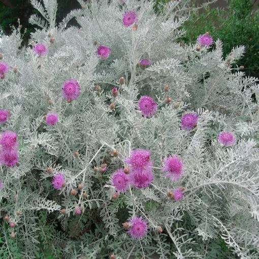 Centaurea ‘Silver Fountain’ (Grey Centaurea)
