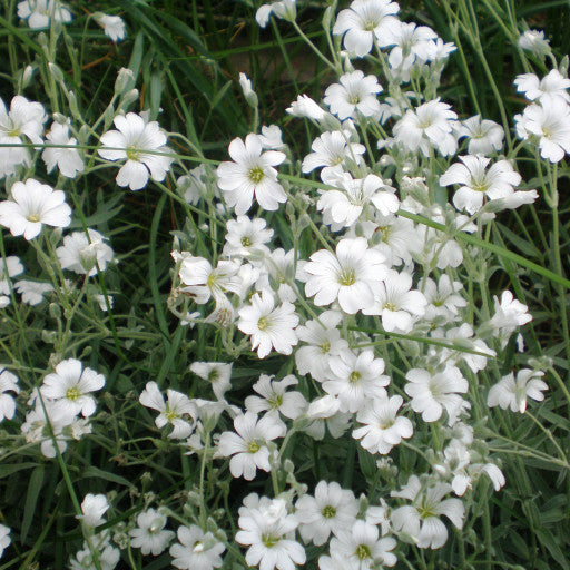 Cerastium tomentosum (Snow-in-Summer)