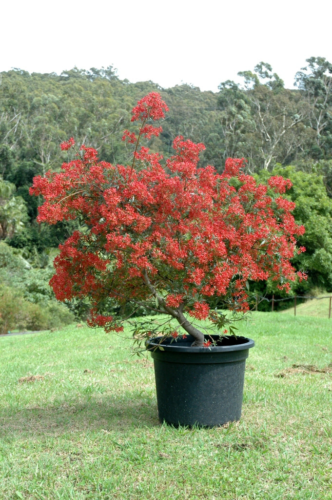 Ceratopetalum gummiferum 'Johanna's Christmas' (Dwarf NSW Christmas Bush)