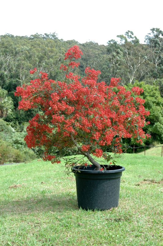 Ceratopetalum gummiferum 'Johanna's Christmas' (Dwarf NSW Christmas Bush)