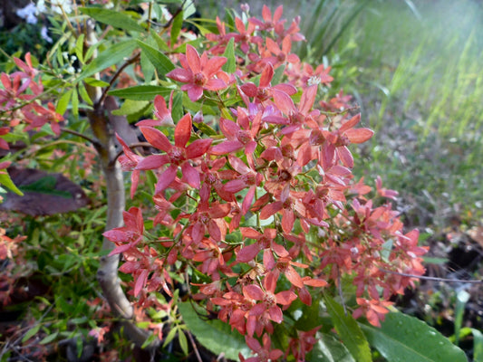 Ceratopetalum Gummiferum Albery’s Red (NSW Christmas Bush)