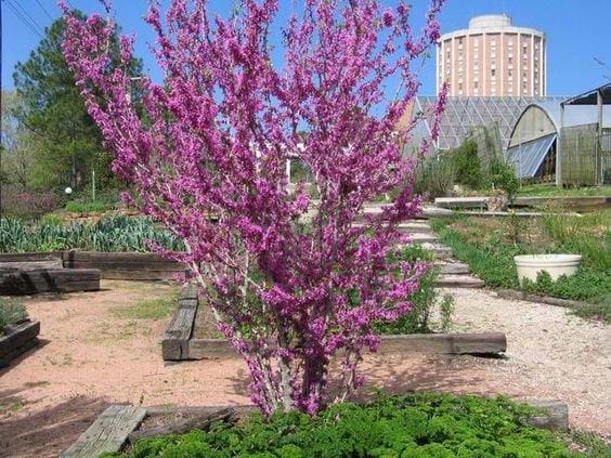 Cercis Chinensis Faerie Queen (Chinese Redbud)