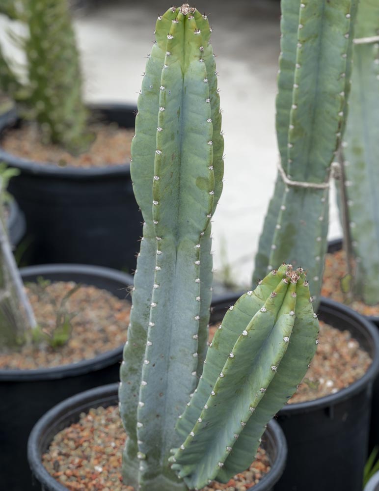 Cereus Peruvianus (Peruvian Apple Cactus)