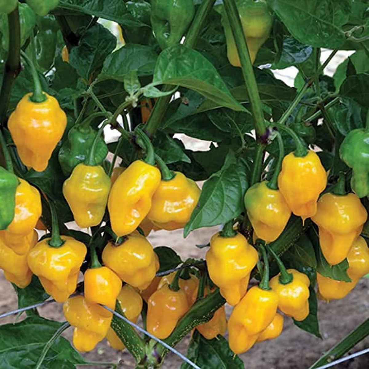 Capsicum Chinense (Trinidad 7 Pod Yellow Chilli)
