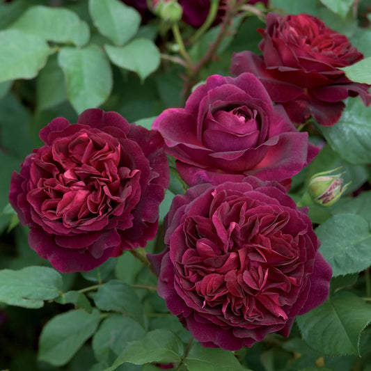 Rosa 'Munstead Wood' (Munstead Wood English Rose)