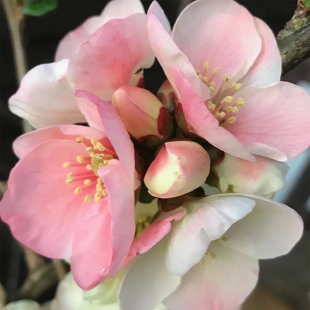 Chaenomeles Speciosa ‘Apple Blossom’ (Flowering Quince)