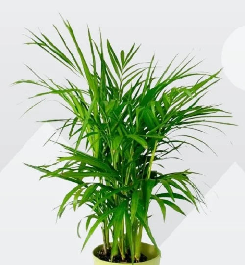 Chamaedorea Seifrizii (Bamboo Palm)