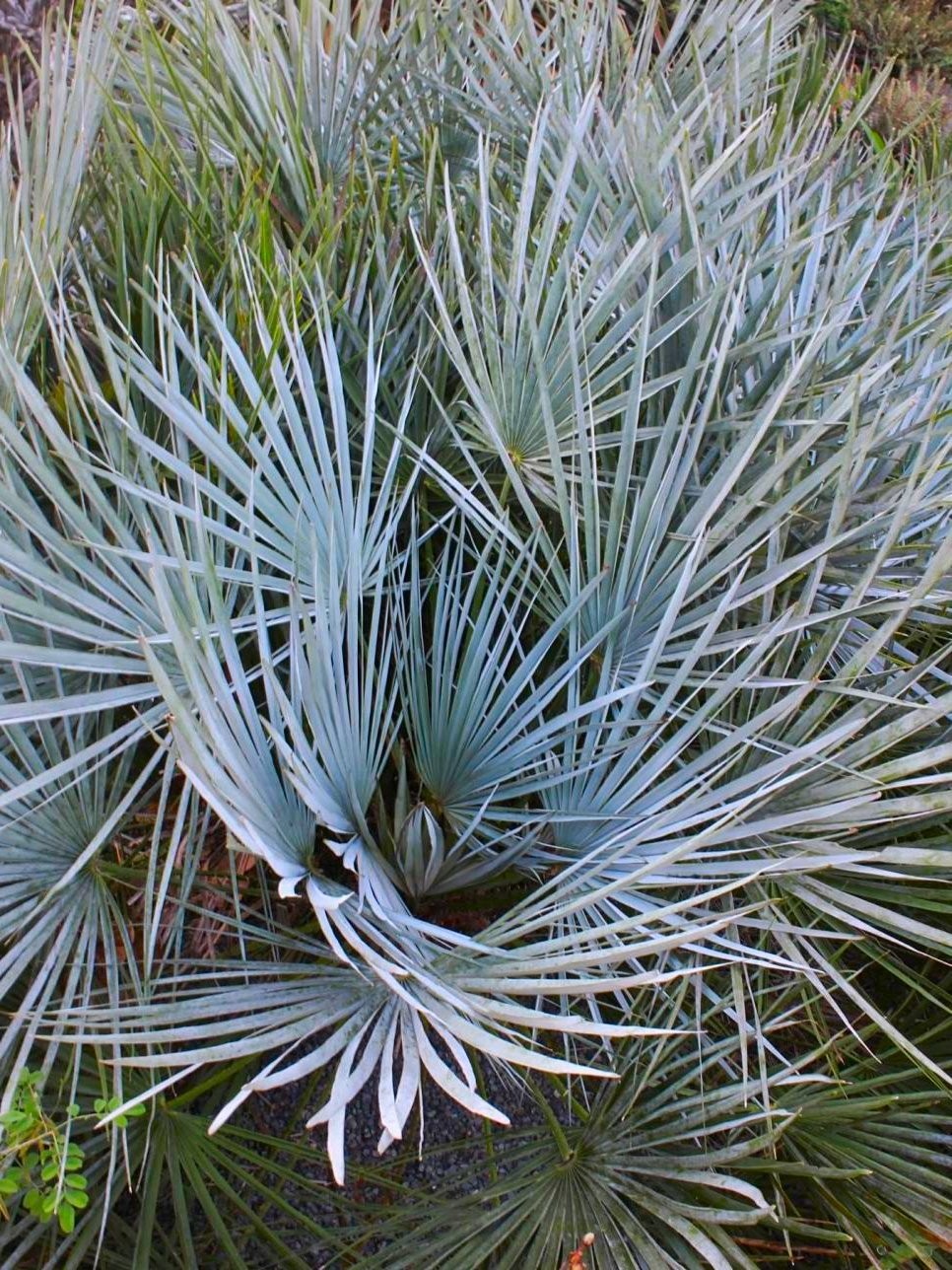 Chamaerops Humilis Var. Cerifera (Blue Mediterranean Fan Palm)