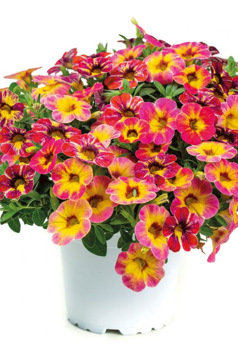 Calibrachoa spp. ‘Chameleon RTM Tart Deco’ (Million Bells)