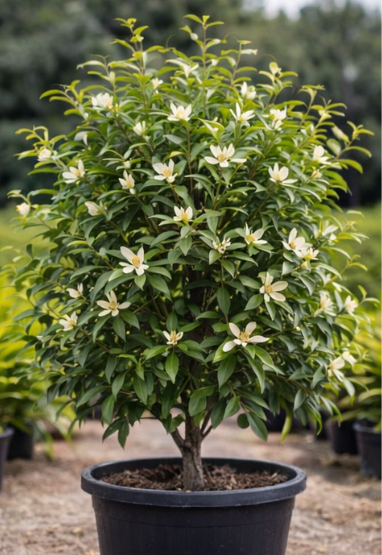 Michelia X Alba (White Champaca)