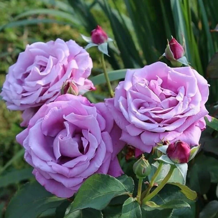 Rosa ‘Charles De Gaulle’ (Charles De Gaulle Hybrid Tea Rose)