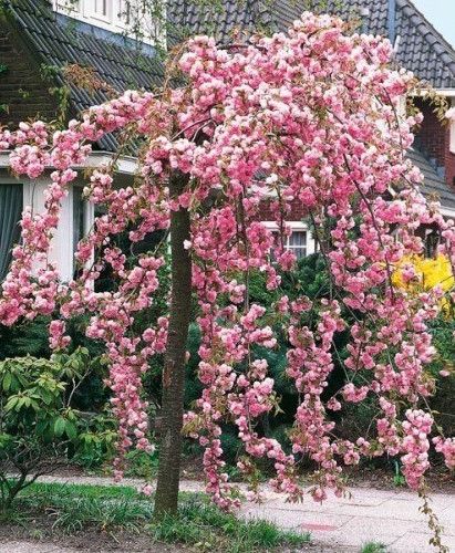 Prunus serrulata 'Cheal's Double Pink' Standard (Cheal's Double Pink Weeping Cherry Standard)