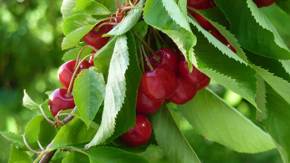 Cherry Lapins L S/F