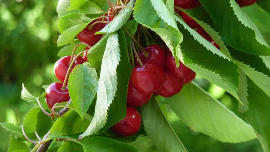 Prunus Avium ‘Lapins’ (Lapins Cherry)