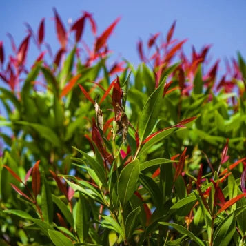 Acmena smithii minor ‘Cherry Black’ – Lilly Pilly