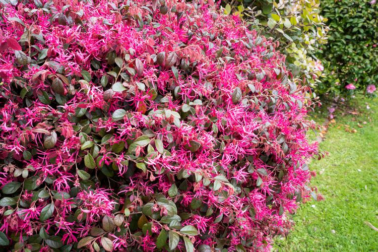 Loropetalum Chinense 'Purple Diamond' (Chinese Fringe Flower)