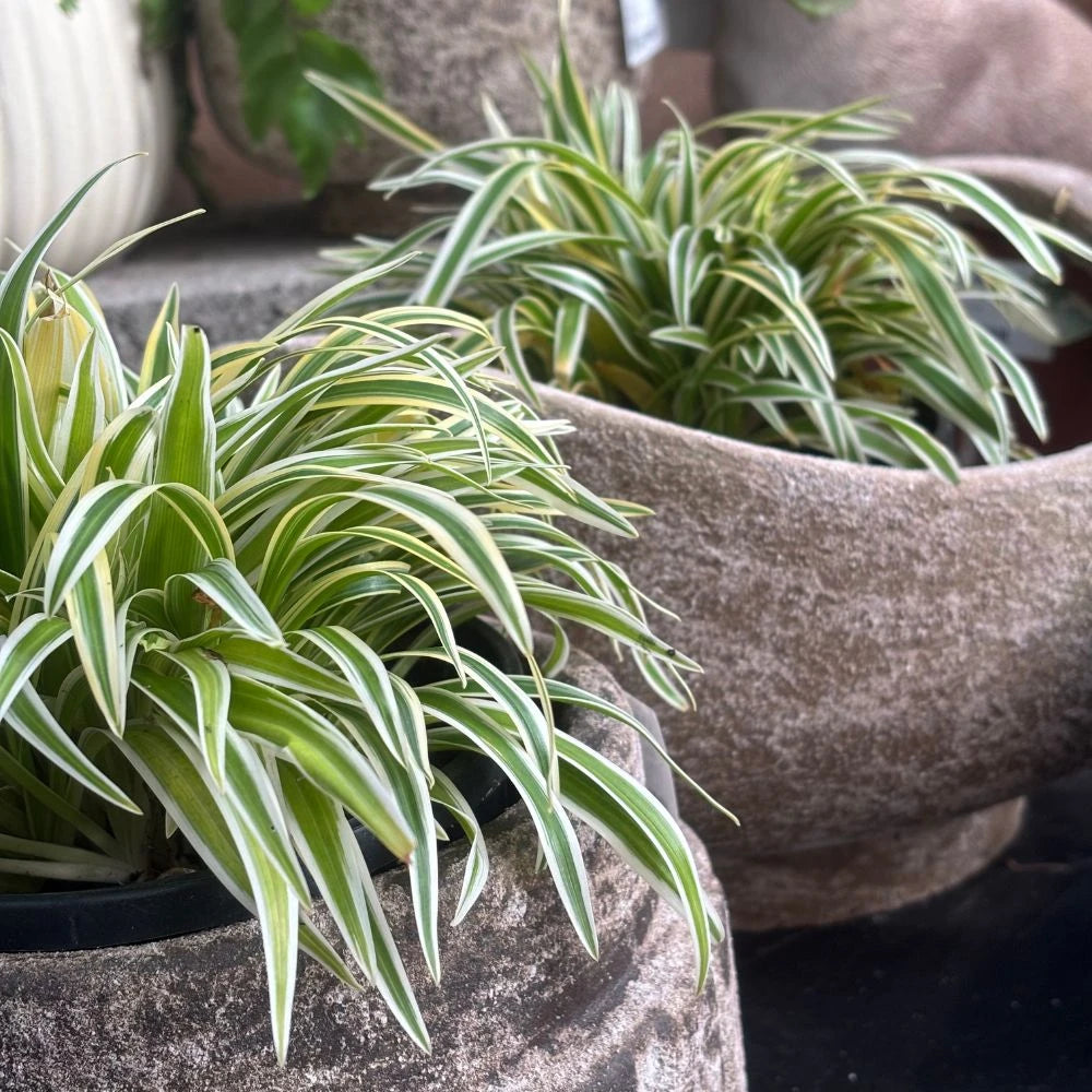 Chlorophytum comosum ‘Zebrina’ (Zebra Spider Plant)