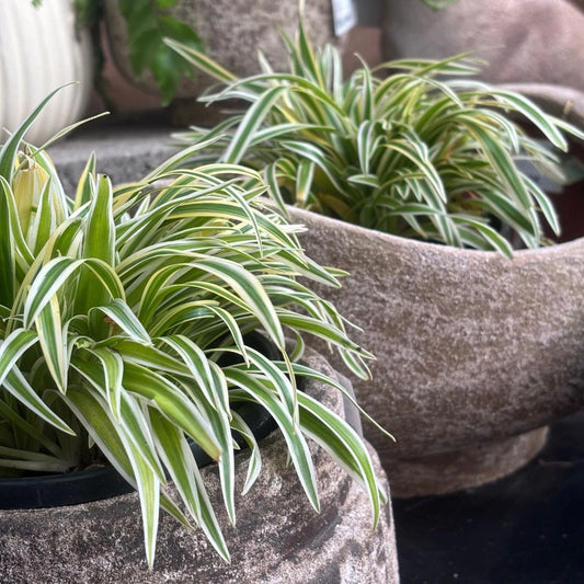Chlorophytum comosum ‘Zebrina’ (Zebra Spider Plant)