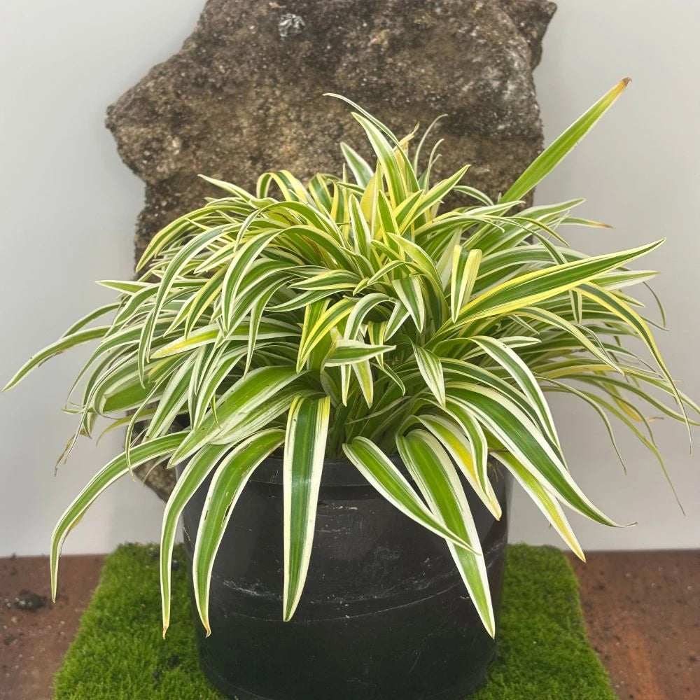 Chlorophytum comosum ‘Zebrina’ (Zebra Spider Plant)