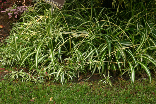 Chlorophytum Comosum 'Picturatum' (Spider Plant)