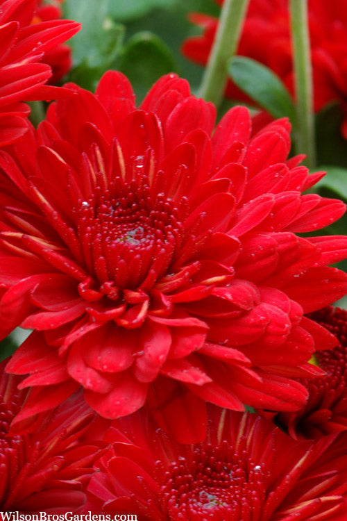 Chrysanthemum ‘Garden Mum Alzarine Red’ (Garden Mum)