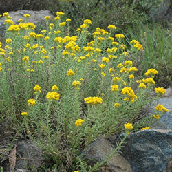 Chrysocephalum apiculatum (syn. Helichrysum apiculatum)