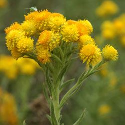 Chrysocephalum apiculatum (syn. Helichrysum apiculatum)