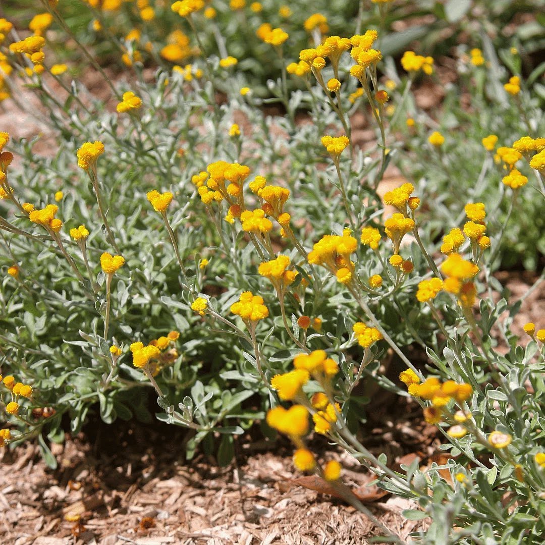 Chrysocephalum Apiculatum 'Desert Flame' (Common Everlasting)