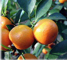 Citrus x microcarpa Espalier (Calamondin Espalier)